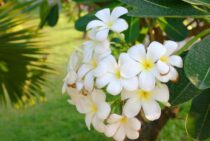 プルメリアの剪定｜その方法や適した時期・注意点について解説！