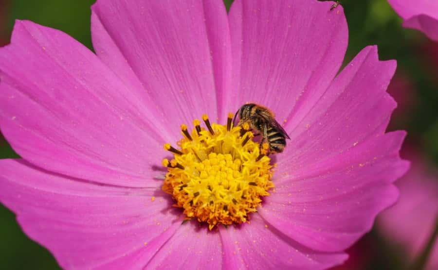 ミツバチの時期別の行動まとめ│生態や駆除方法に困った場合について