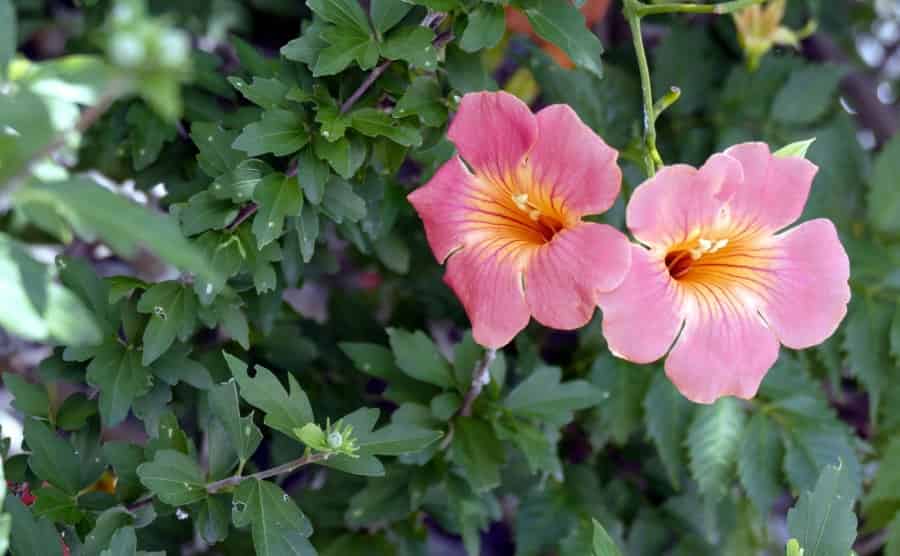 ノウゼンカズラの剪定時期・方法|キレイな花を咲かせる育て方