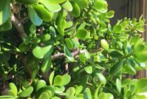 金のなる木の剪定方法・育て方｜形を整える・花を咲かせるためのコツ