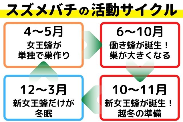 スズメバチの活動サイクル
