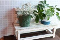 カポックの剪定時期や植え替え手順｜観葉植物として綺麗に育てるコツ