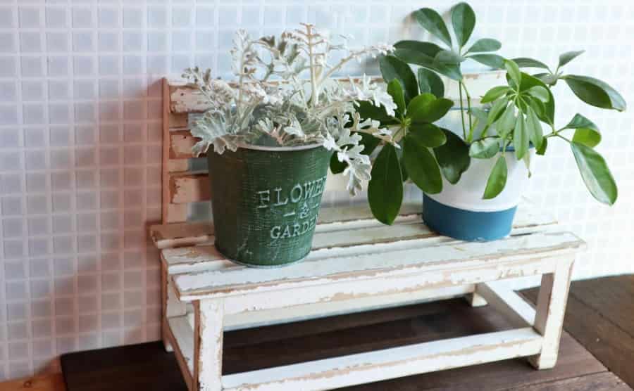 カポックの剪定時期や植え替え手順|観葉植物として綺麗に育てるコツ