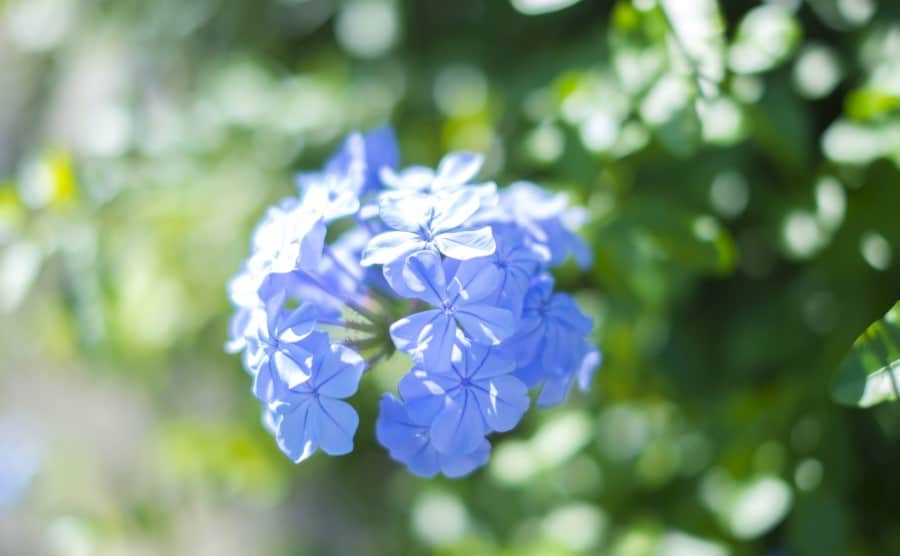 ルリマツリの剪定方法とは|剪定時期や剪定のコツなどをお教えします