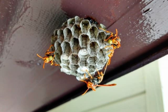 蜂の巣はどこにできるのか