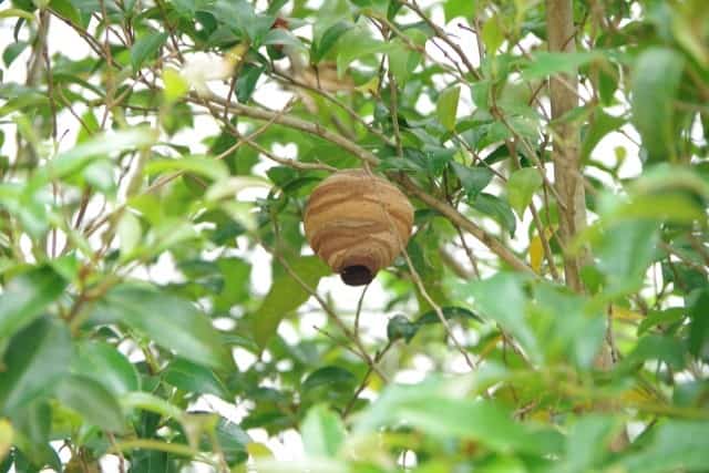 DIYで駆除できるかどうかは種類や場所をチェック！