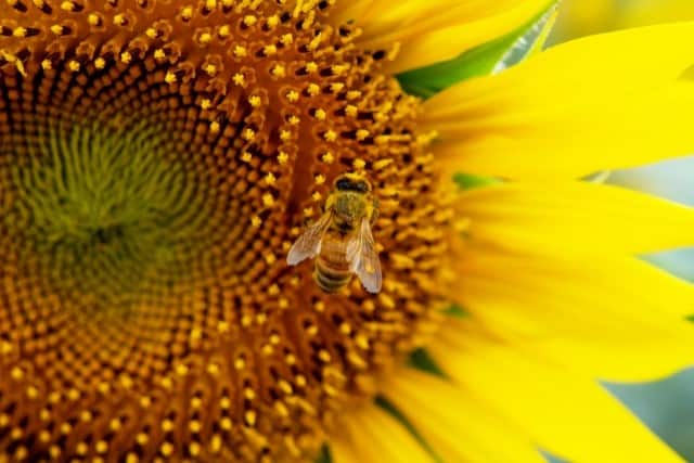 蜂に水をかける程度では駆除できない