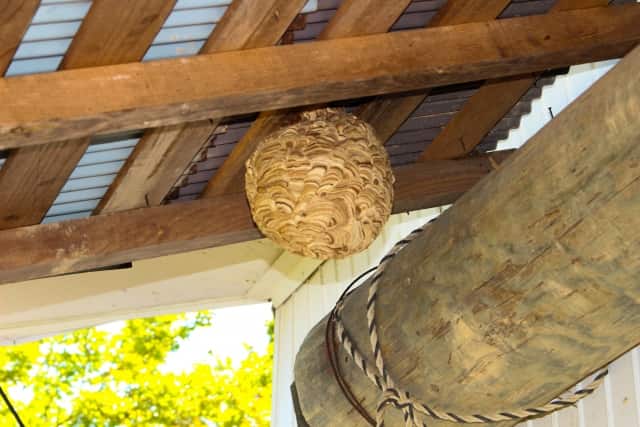 まずは巣の状態を確認すること