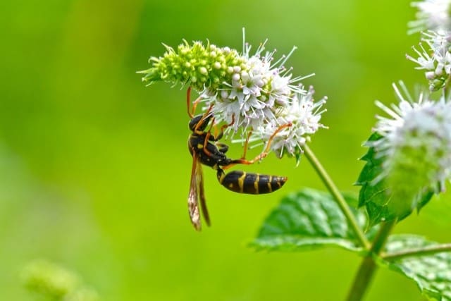 蜂の巣駆除にかかる費用相場について解説