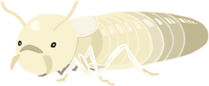 アメリカカンザイシロアリのイラスト