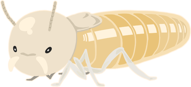 ダイコクシロアリのイラスト