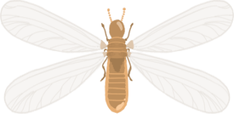 羽を開いた羽シロアリの図