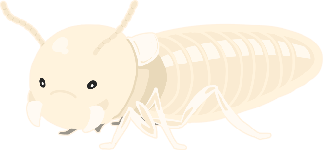 ヤマトシロアリのイラスト