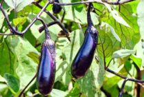 ナスの剪定方法｜更新剪定で秋ナスを収穫しよう！育て方のコツも解説