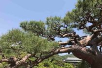 剪定をおこなうのは剪定師じゃない？庭師と植木屋の違いを解説します