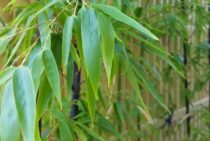 黒竹の剪定時期や方法｜特徴や鉢植えで植え付けする手順なども解説！