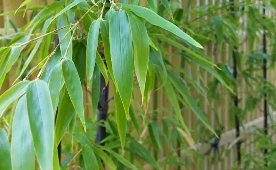黒竹の剪定時期や方法|特徴や鉢植えで植え付けする手順なども解説!