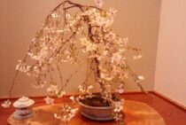 桜の盆栽の剪定時期や方法｜肥料・植え替えなどのお手入れも解説！