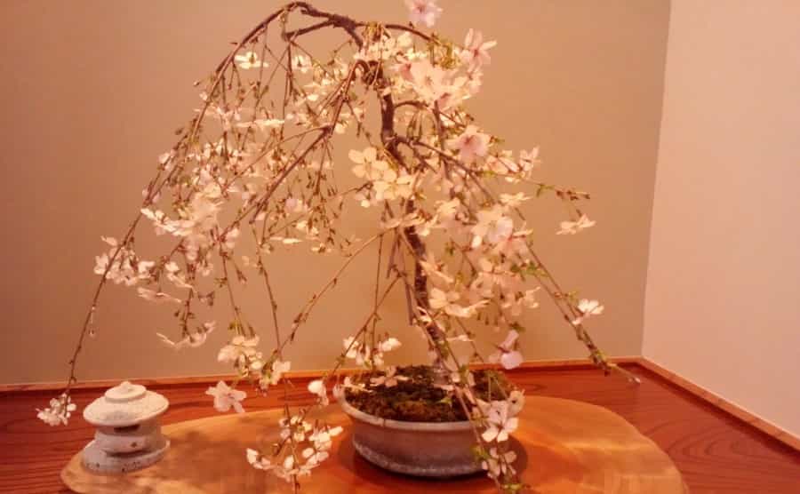 桜の盆栽の剪定時期や方法|肥料・植え替えなどのお手入れも解説!