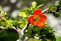 梅の盆栽の剪定！開花のために切る時期や肥料など正しく知っておこう