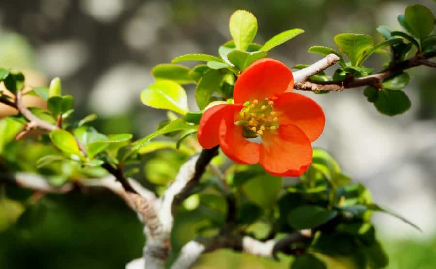 梅の盆栽の剪定!開花のために切る時期や肥料など正しく知っておこう