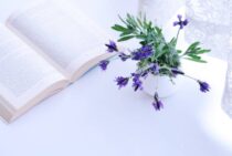 レースラベンダー剪定方法は切り戻しで！地植えも鉢植えもスッキリと