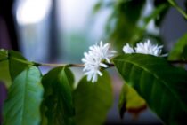 コーヒーの木の剪定時期と方法｜増やし方や育て方も解説します！