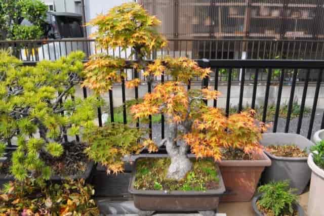 生長期｜5月～6月