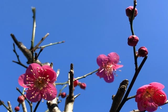 剪定時期は初春と秋