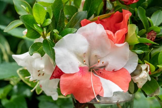 剪定の時期は花後の6月