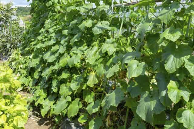 剪定前に覚えたい「ツル」の種類