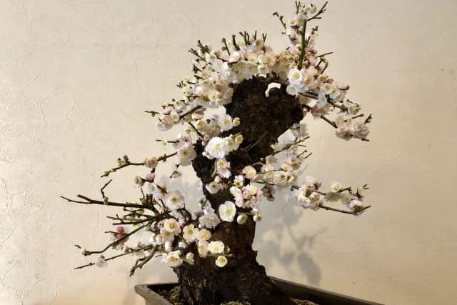 芽摘みや葉すかしでスッキリと