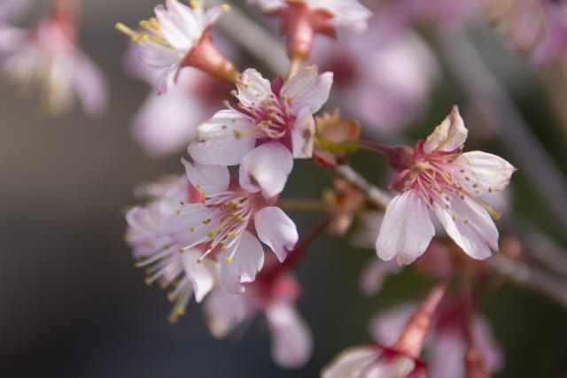 富士桜