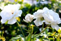 アイスバーグの剪定は木立性とつる性で2通り！バラの誘引方法も解説