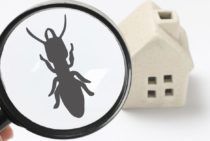 シロアリ駆除で補助金が出る条件について｜火災保険など賢く使いたい制度を解説