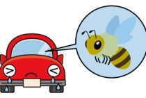 車や家で蜂の巣を発見！適切な手順でしっかり駆除しましょう