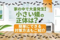 【小さいアリの退治方法】大量発生の原因を特定して根本からやっつけよう！