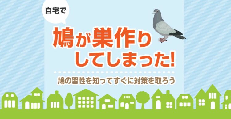 自宅で鳩が巣作りしてしまった!鳩の習性を知ってすぐに対策を取ろう