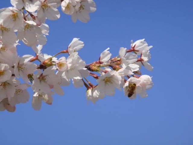 ミツバチの天敵はスズメバチ! そんなスズメバチにも天敵が……