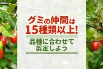 グミの木は剪定次第で実のつき方が変わる！適切な時期と方法を解説！