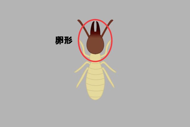 イエシロアリの兵隊アリ