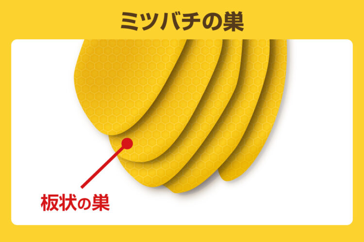ミツバチ 巣 見た目