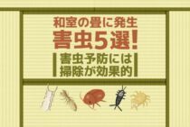 畳に付く虫【5選】チャタテムシやダニが和室に発生した時の駆除方法
