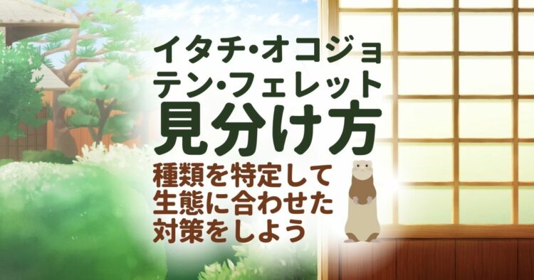 よくわかる!イタチとテン、オコジョ、フェレットを見分ける方法|姿を見て確認しよう。ハクビシンやイタチ・テンの違いはどこに?
