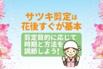 サツキ剪定方法｜時期は5月の花後！翌年花がたくさん咲く剪定の仕方