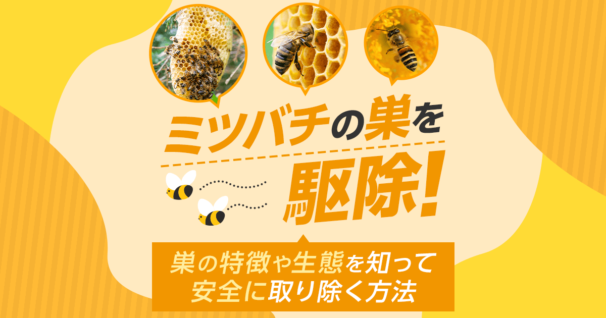 ミツバチの巣の特徴と駆除方法