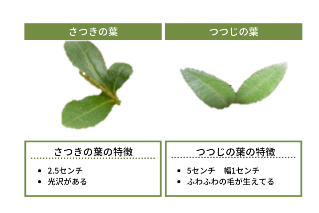 葉の特徴