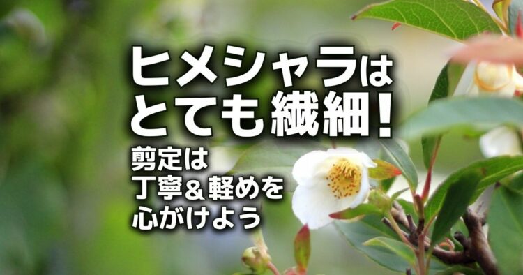 ヒメシャラはとても繊細!剪定は丁寧&軽めを心がけよう