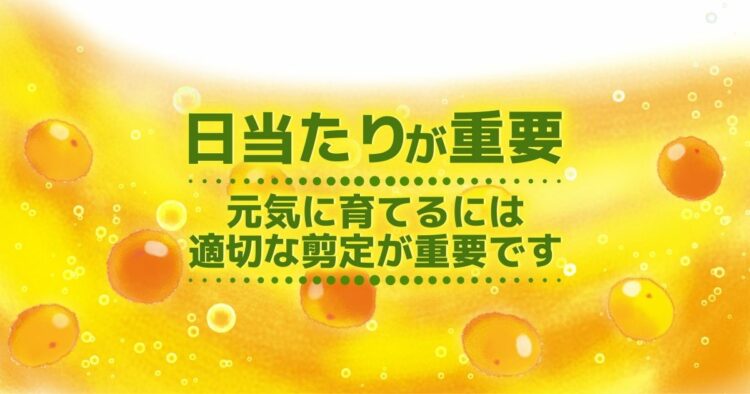 金柑の剪定方法は生長時期で異なる!庭木から美味しい実を収穫しよう