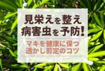 マキは剪定が必要不可欠！マキの種類や剪定方法・手入れについて紹介